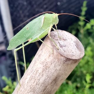春風 千成薰님의 고추 · 일상 작성글 사진