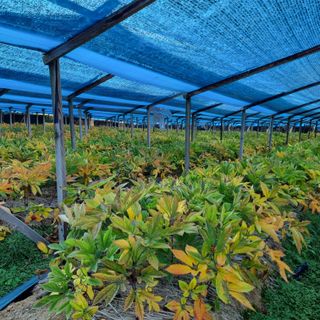 모두팜님의 기타작물 · 자유게시판 작성글 사진