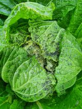 팜모닝 배추·병해충상담 게시글 이미지