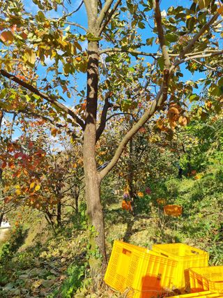 사과와곶감님의 감 · 자유게시판 작성글 사진