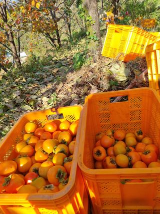 사과와곶감님의 감 · 자유게시판 작성글 사진