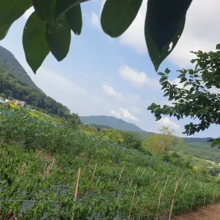 거제달다무화과님의 작성글 사진