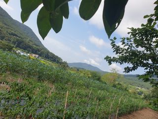 거제달다무화과님의 작성글 사진