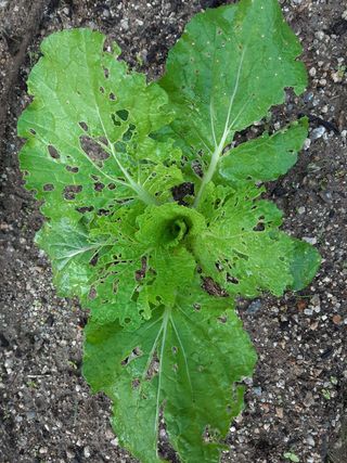 고경재님의 배추 · 병해충상담 작성글 사진