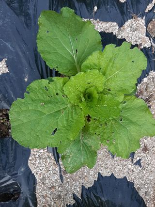 고경재님의 배추 · 병해충상담 작성글 사진