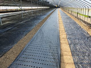 김권수님의 들깨 · 자유게시판 작성글 사진