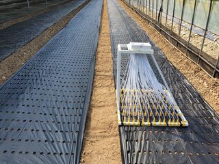 김권수님의 들깨 · 자유게시판 작성글 사진