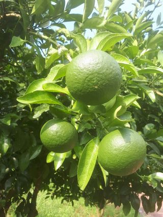 새달귤농장님의 귤 · 일상 작성글 사진