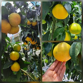 새달귤농장님의 귤 · 일상 작성글 사진