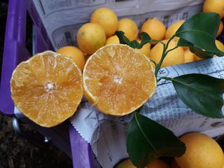 새달귤농장님의 귤 · 일상 작성글 사진