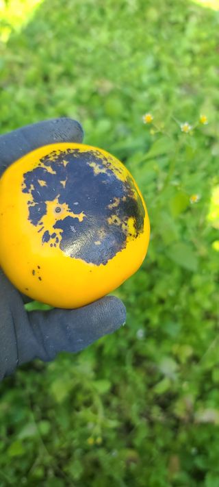 성동구리님의 감 · 병해충상담 작성글 사진