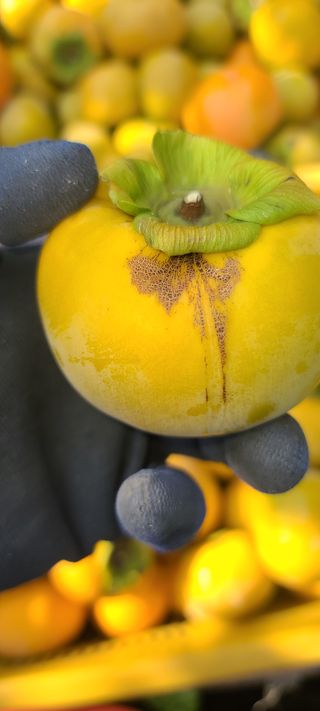 성동구리님의 감 · 병해충상담 작성글 사진