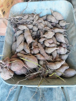 신재희님의 고구마 · 자유게시판 작성글 사진