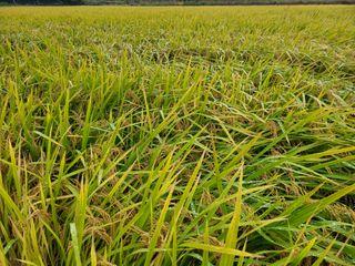 이동훈님의 벼 · 자유게시판 작성글 사진