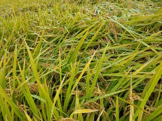 이동훈님의 벼 · 자유게시판 작성글 사진