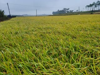 이동훈님의 벼 · 자유게시판 작성글 사진