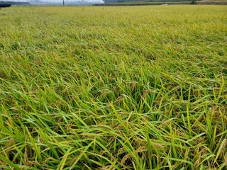 이동훈님의 벼 · 자유게시판 작성글 사진