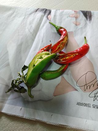 두부엄마님의 고추 · 병해충상담 작성글 사진