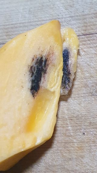 백수현님의 감 · 병해충상담 작성글 사진