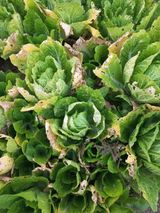 팜모닝 배추·병해충상담 게시글 이미지