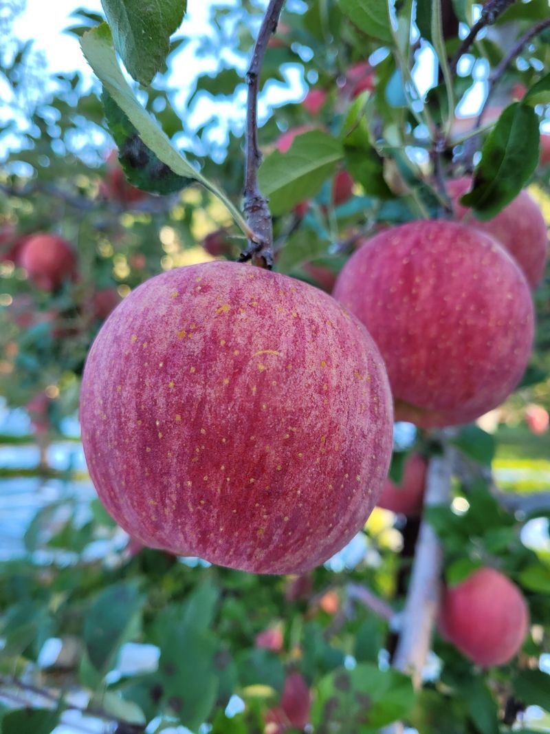 부석사 가족농원님의 장터 판매 상품 [부사 가격표올립니다.] 첨부 사진