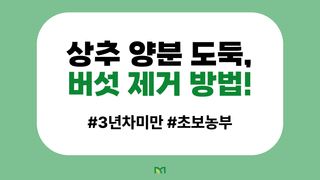 상추 농사도우미님의 상추 · 농사길잡이 작성글 사진