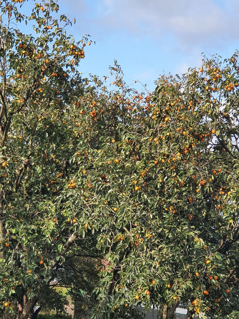 두딸맘님의 장터 판매 상품 [대봉감 10k.(43~48)개.30000원] 첨부 사진