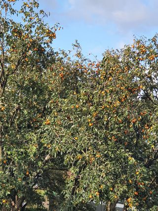 두딸맘님의 작성글 사진