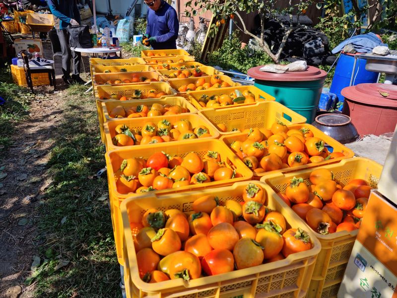 최우식님의 장터 판매 상품 [대봉감 10kg 기준 26,000원 택비포함입니다] 첨부 사진