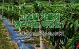 고추 농사도우미님의 고추·수확 작성글 사진