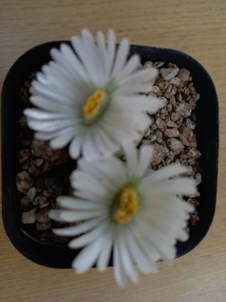 김해농부허외순님의 기타작물 · 자유게시판 작성글 사진