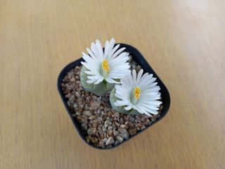 김해농부허외순님의 기타작물 · 자유게시판 작성글 사진