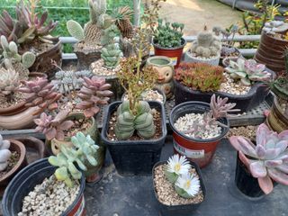 김해농부허외순님의 기타작물 · 자유게시판 작성글 사진