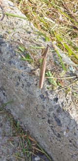 팜모닝 양파·자유게시판 게시글 이미지