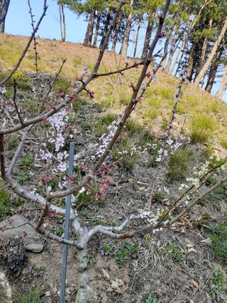 인생은 소풍처럼님의 복숭아 · 자유게시판 작성글 사진