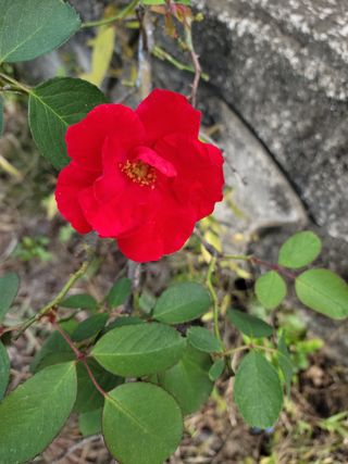 채송화님의 토마토 · 일상 작성글 사진