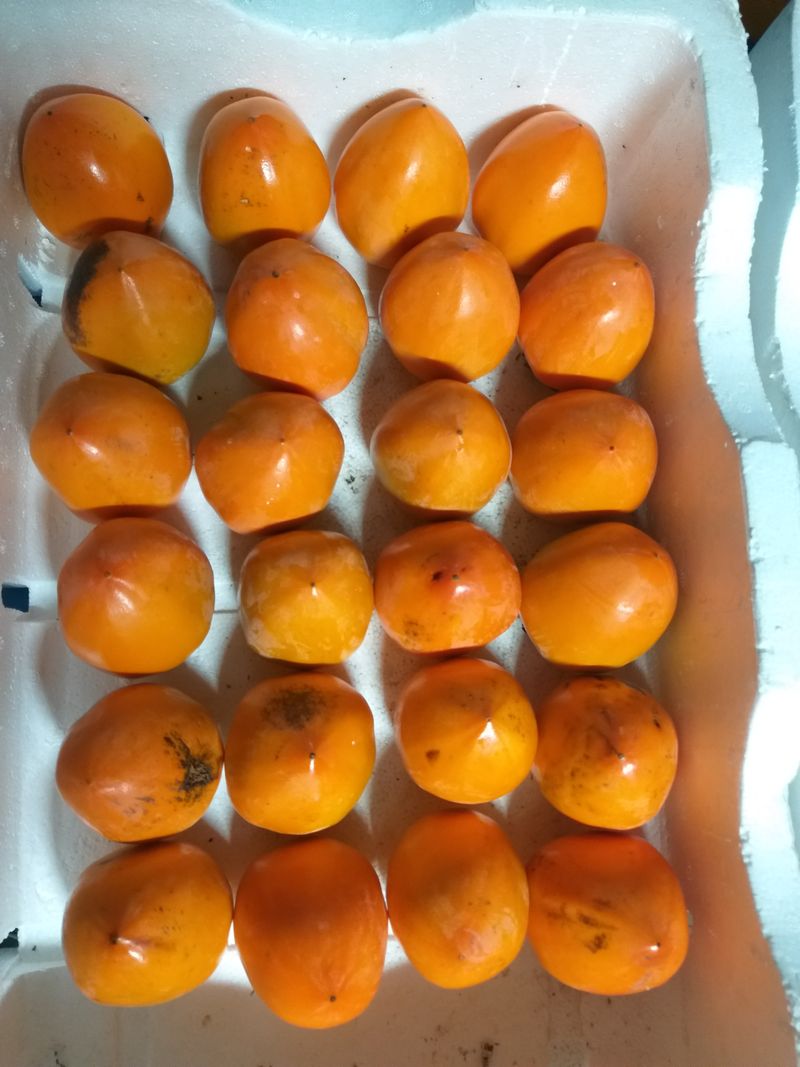 장터 상품 [대봉감 10키로(44개 전후, 50개 전후) 44개 전후 32000원, 50개 전후 28000원] 썸네일