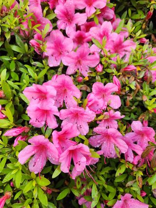 허정양님의 감 · 자유게시판 작성글 사진