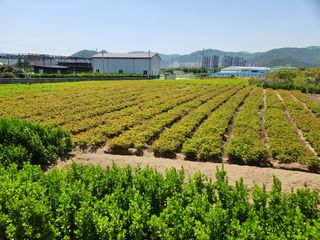 허정양님의 감 · 자유게시판 작성글 사진