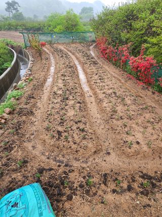 허정양님의 감 · 자유게시판 작성글 사진