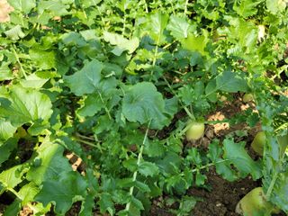 신승재님의 배추 · 일상 작성글 사진