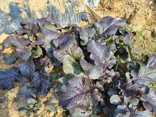 신승재님의 배추 · 일상 작성글 사진