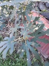 팜모닝 기타작물·자유게시판 게시글 이미지