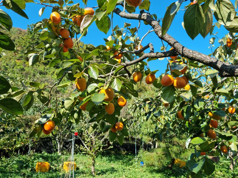 최우식님의 장터 판매 상품 [대봉감 10kg 기준 26,000원 택비포함입니다] 첨부 사진