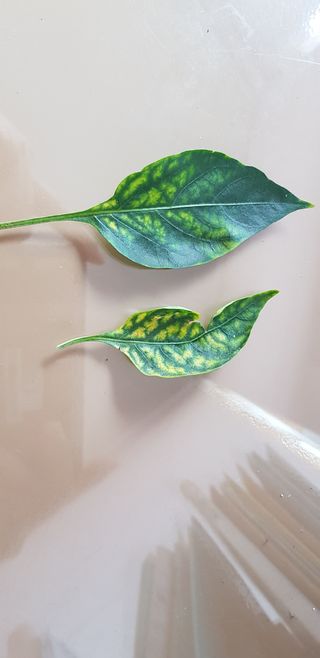 왕초보보안관님의 고추 · 병해충상담 작성글 사진