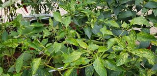 왕초보보안관님의 고추 · 병해충상담 작성글 사진