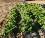 팜모닝 배추·일상 게시글 이미지