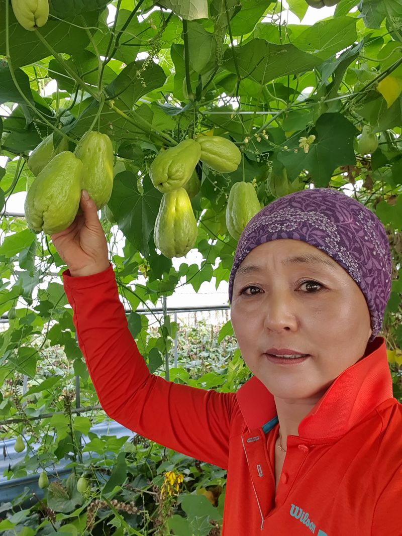 숙이네농장 님의 장터 판매 상품 [차요태 (멕시코 야채) 3k.  20.000원] 첨부 사진
