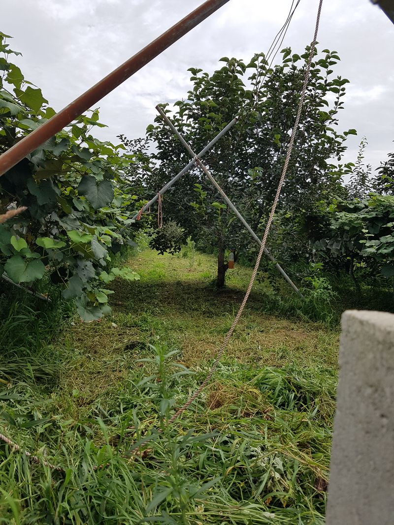 보람농장님의 장터 판매 상품 [대봉감 15키로에 4만5천원(택배비 포함)] 첨부 사진