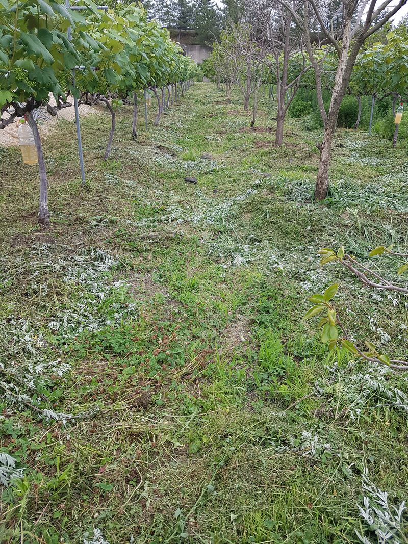 보람농장님의 장터 판매 상품 [대봉감 15키로에 4만5천원(택배비 포함)] 첨부 사진